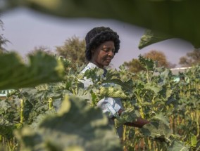 粮食援助干预可以遏制气候变化导致的困难。但他们应该做得更多吗？