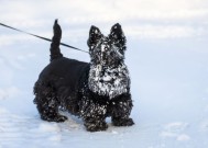 我可以在雪地里遛狗吗？兽医警告不要让你的宠物吃雪，原因很可怕